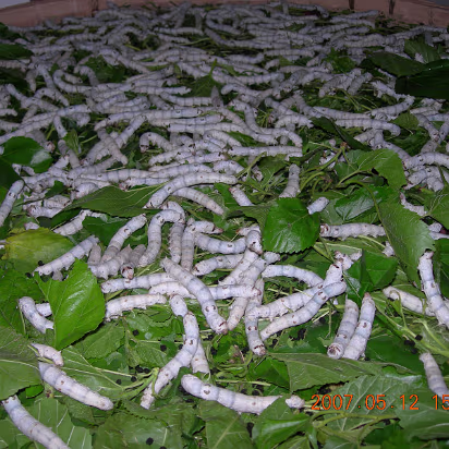 YellowMountain-055 In the silk factory. There are a lot of long, fat silkworms.