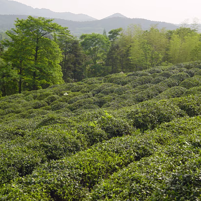 Putang_May_2005-005 Tea, tea, tea. Where's the ice!