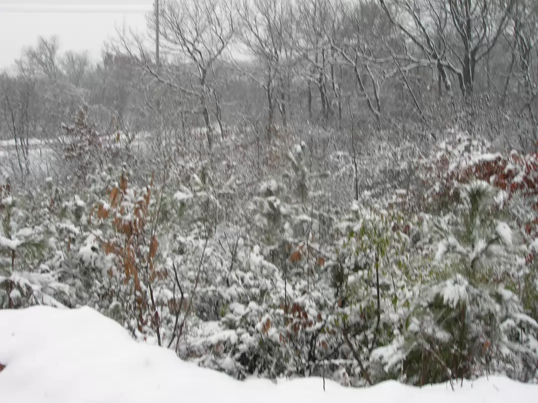 Snow_2006-006