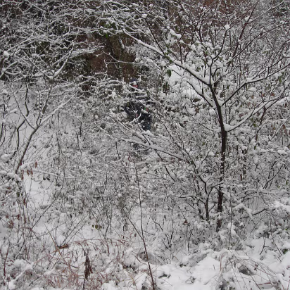 Snow_2006-009 Snow covered trees look like a painting.