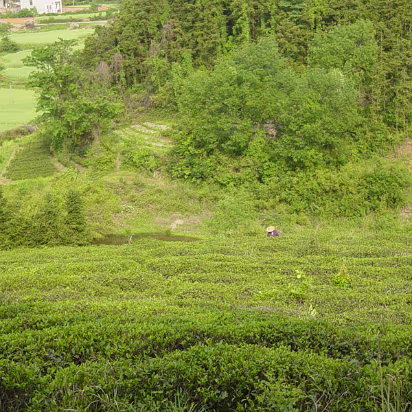 Putang_May_2005-010 Another look.