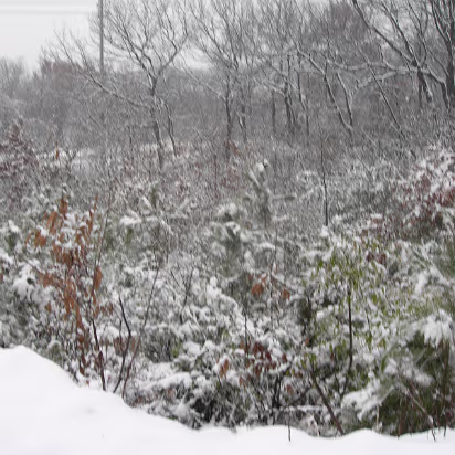 Snow_2006-006 A winter wonderland.