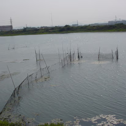 Random-015 The fish pens. You see these anywhere there is some even small amount of water.