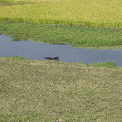 Random-018 A smart water buffalo keeping cool on a hot day.