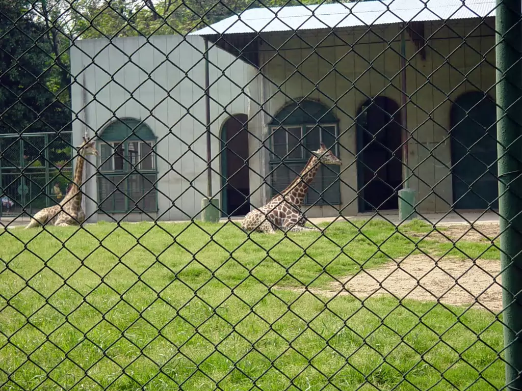 Zoo-001