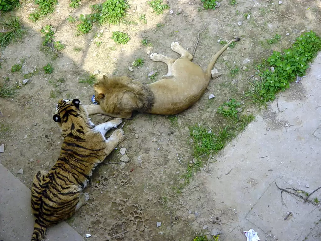 Zoo-004