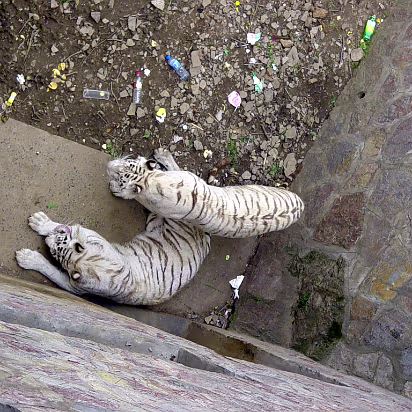 Zoo-005 These white tigers are lazy.