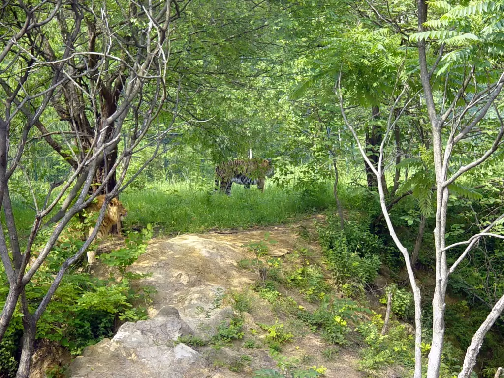 Zoo-006