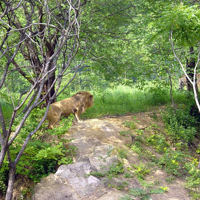Zoo-007 The lion thinks he's hunting.
