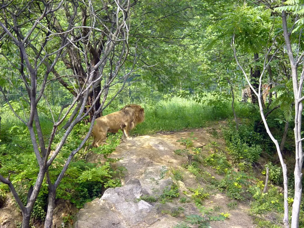 Zoo-007