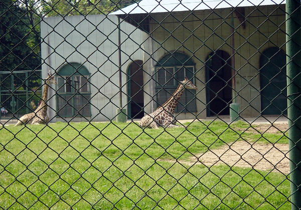Nanjing Zoo Nanjing Zoo The zoo in Nanjing is better than many in China, but still not an animal friendly place.