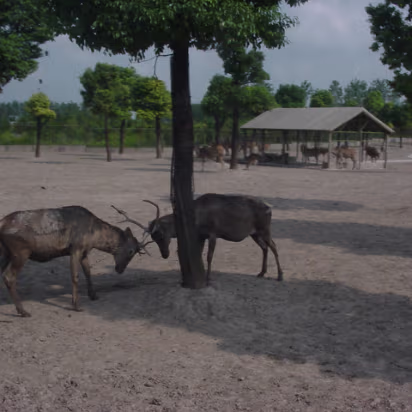 Shanghai_Sep_2003-004 Shanghai Wildlife Park