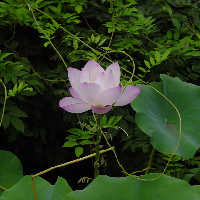 Suzhou-17 A lotus blossom floating in the pool.