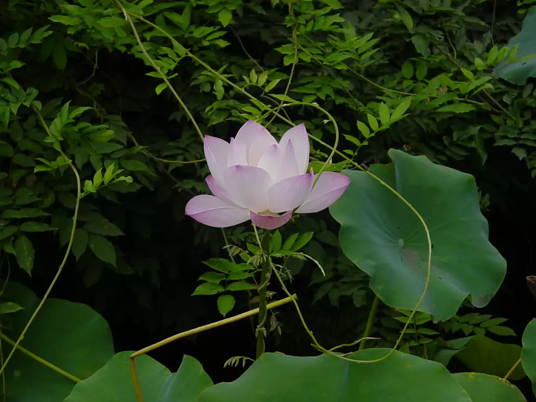 Suzhou-17