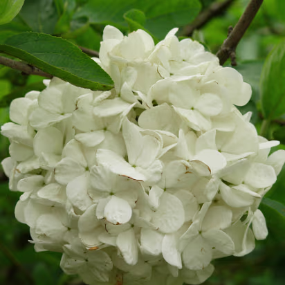 Yangzhou-Apr-07-007 A silk ball flower.
