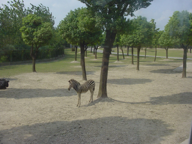 Shanghai Wildlife Park A visit to the Shanghai Wildlife Park was fun. I even got to feed a chicken to the tigers!