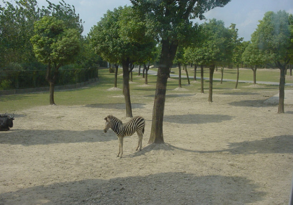 Shanghai Wildlife Park Shanghai Wildlife Park A visit to the Shanghai Wildlife Park was fun. I even got to feed a chicken to the tigers!