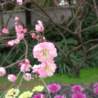 Mei-Yuan-02 Close up of plum blossoms, which is why we're here today.