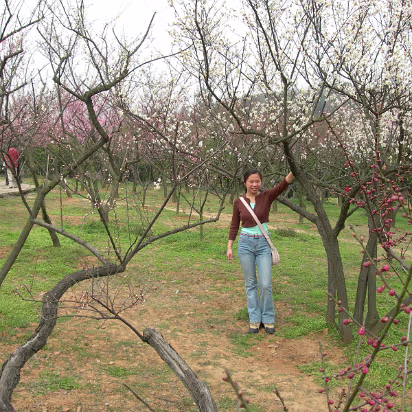 Mei-Yuan-05 Plum blossoms everywhere.