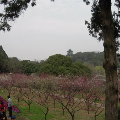 Mei-Yuan-11 Nice path for a stroll though the plum trees.