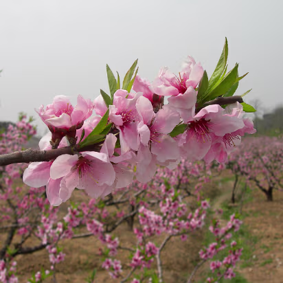 Peach-Festival-01 Close up of blossoms in full bloom. They were at their peak this day.
