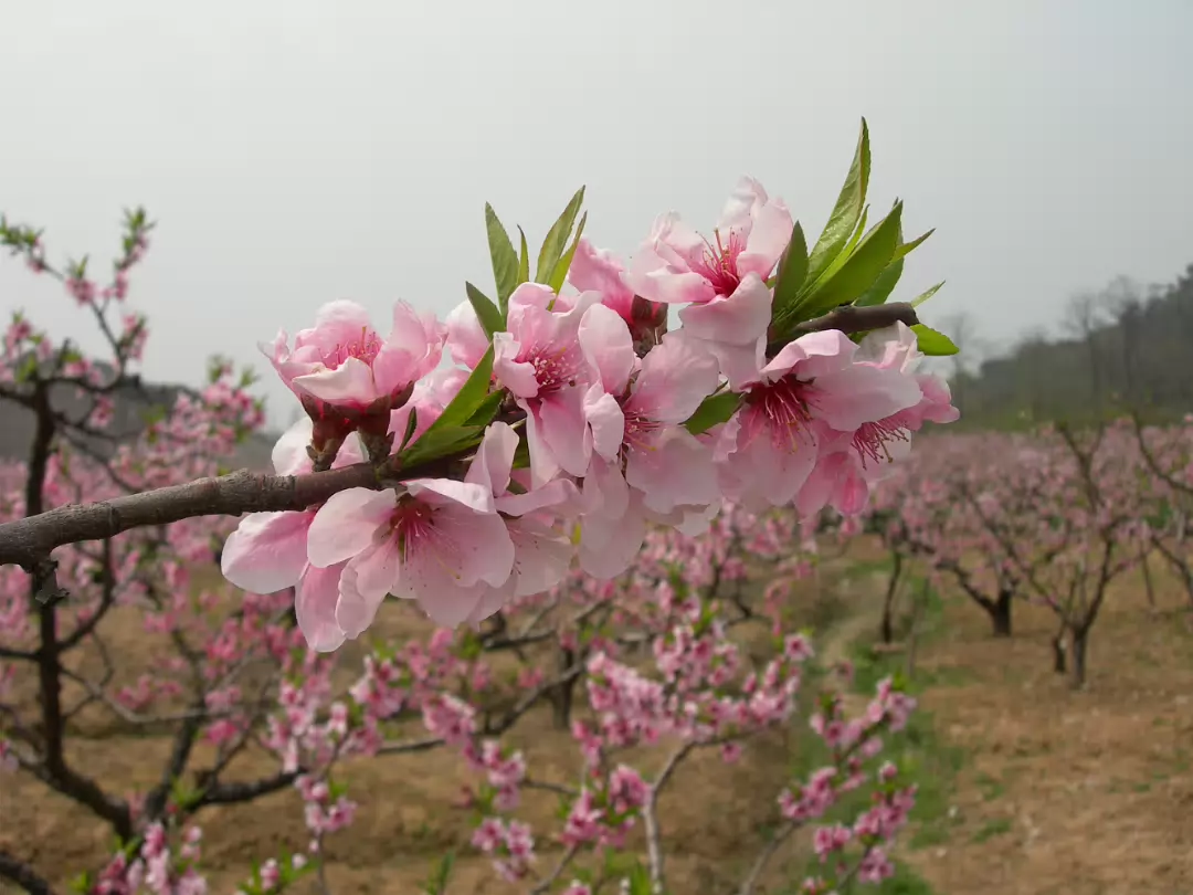 Peach-Festival-01