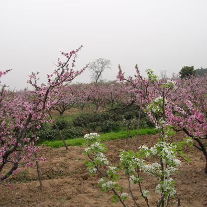 Peach-Festival-17 In a peach orchard. The sign says 'Keep Out!'