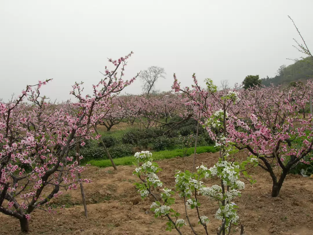 Peach-Festival-17