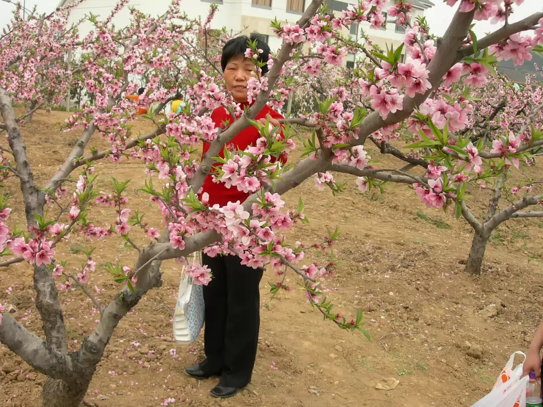 Peach-Festival-21