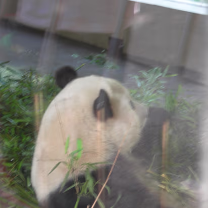 Xi-Hui-Park-09 A panda eating its bamboo. Sorry but the windows are filthy!