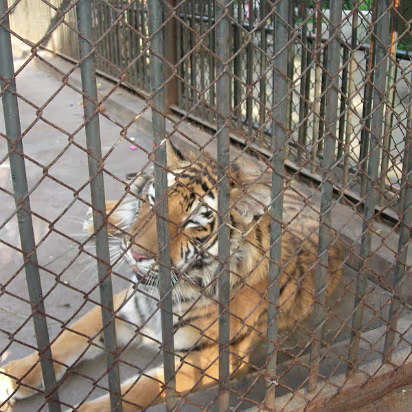 Xi-Hui-Park-11 A poor, bored tiger.