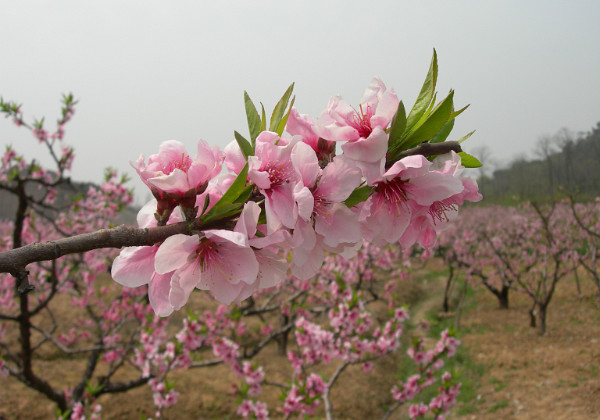 Peach Festival Peach Festival The Wuxi area is famous for peaches. We visited the spring festival.