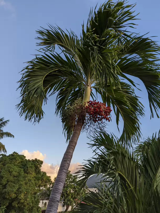 USVI-0007