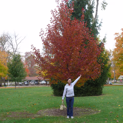 Autumn_2009-002 Hanhan's fire red hair matches the tree.