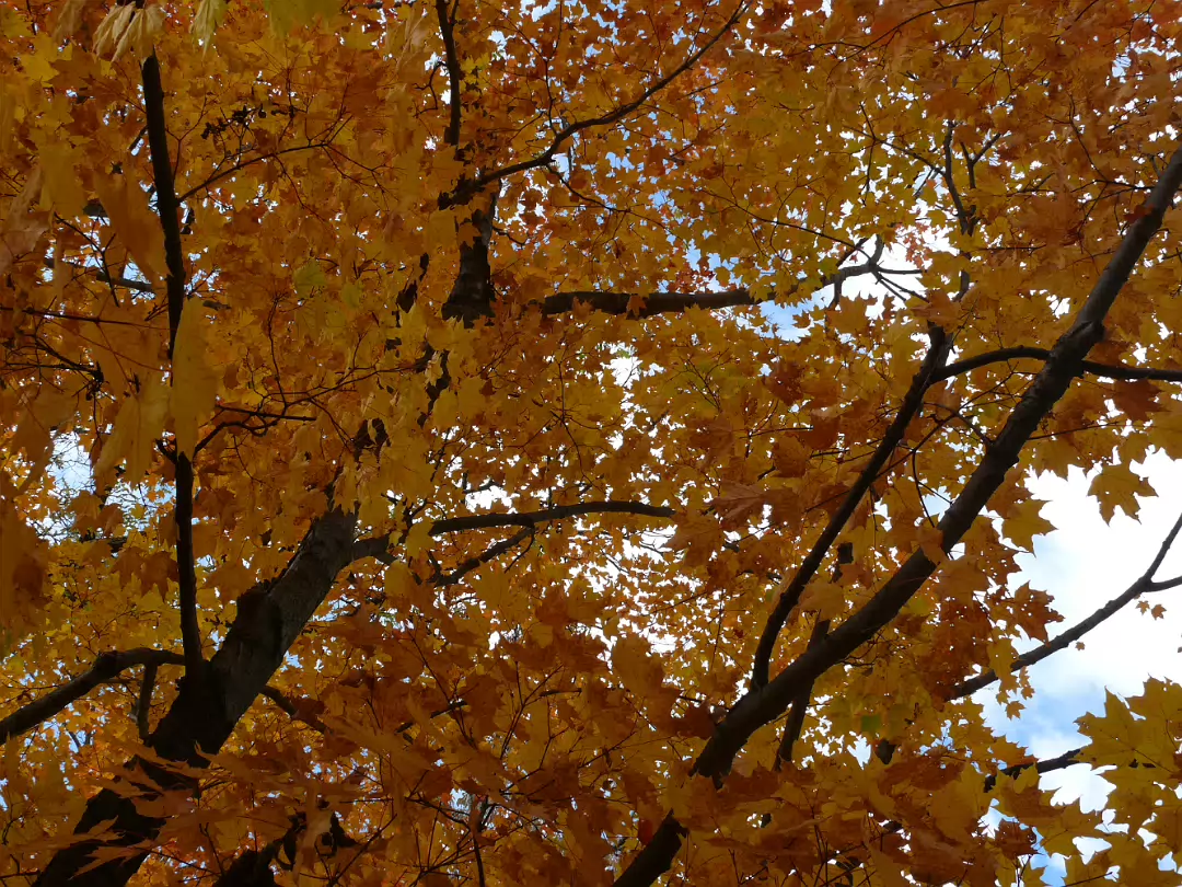 Autumn_2009-004