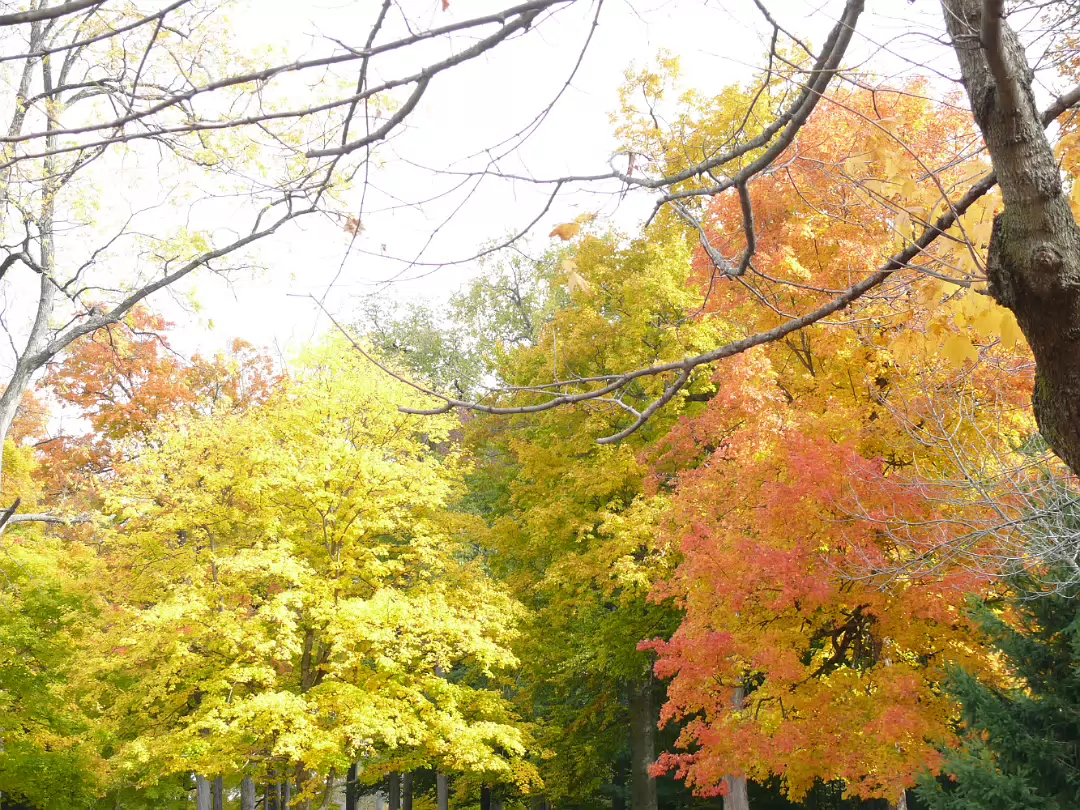 Autumn_2009-005