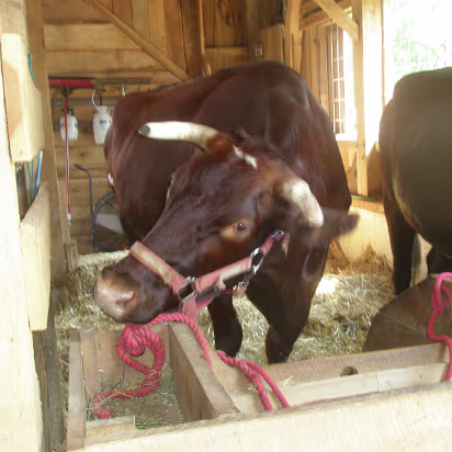 Indiana_State_Fair-023 Huge oxen, they each weigh 2 tons!