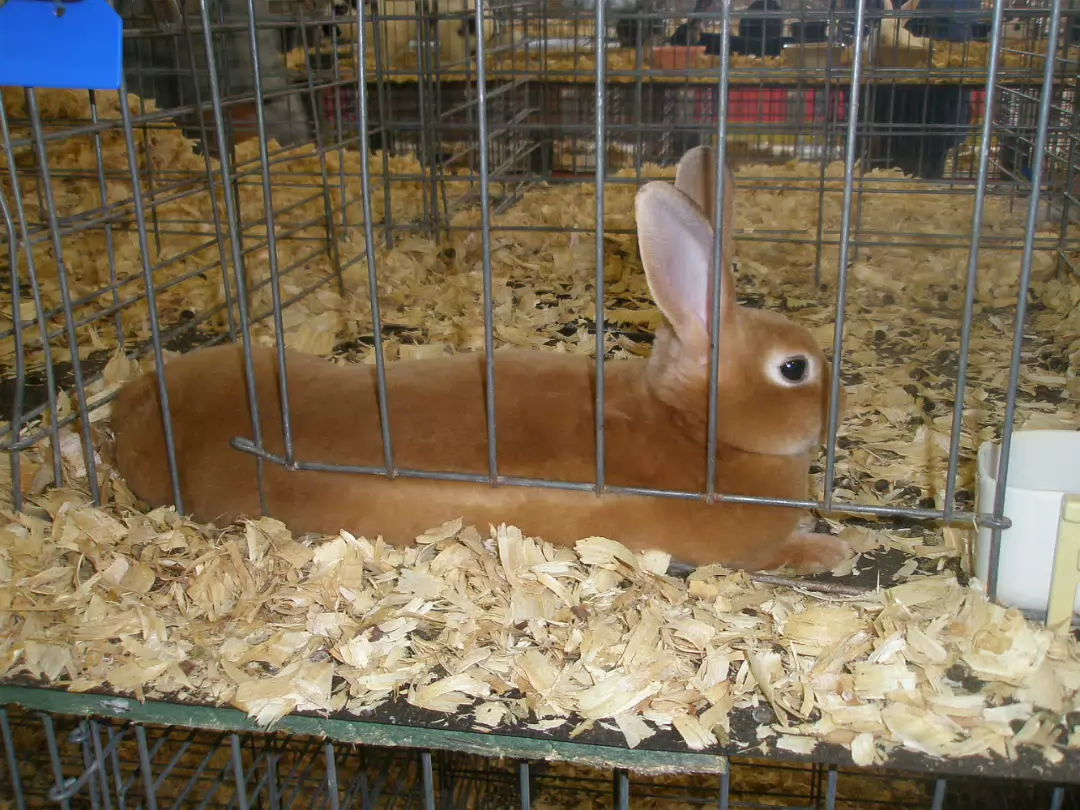 Indiana_State_Fair-044