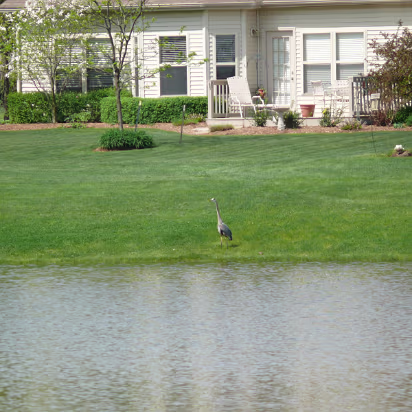 Indy_May_2009-002 A crane visited our backyard lake.
