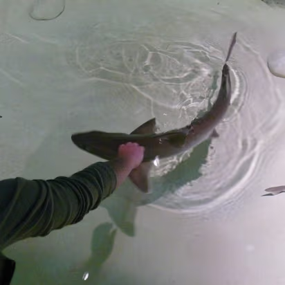 Zoo_Sep_2009-009 Hanhan petting the sharks.