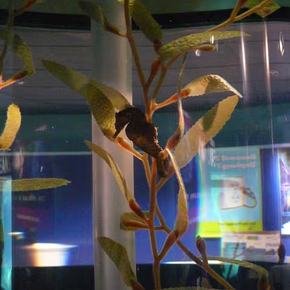 Zoo_Sep_2009-011 Seahorses.