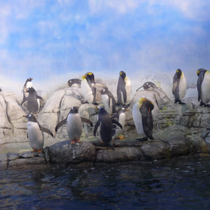 Zoo_Sep_2009-013 The penguins are always cool (sorry).