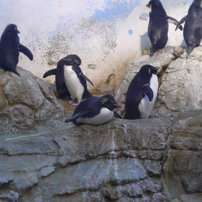 Zoo_Sep_2009-016 King (not Emperor) penguins.