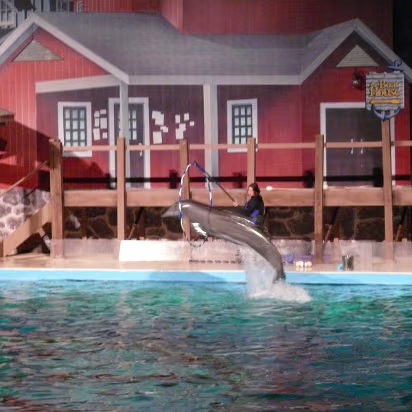 Zoo_Sep_2009-029 The dolphin show was pretty neat.