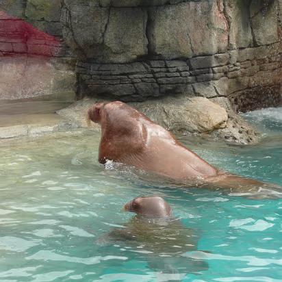 Zoo_Sep_2009-035 This was the biggest walrus at the zoo.