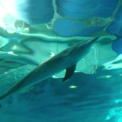 Zoo_Sep_2009-041 The view from the dolphin dome.