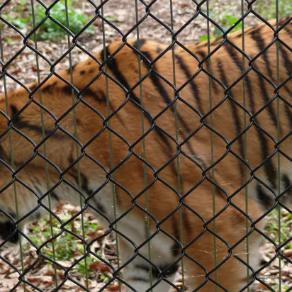 Zoo_Sep_2009-044 Tiger, tiger, burning bright.