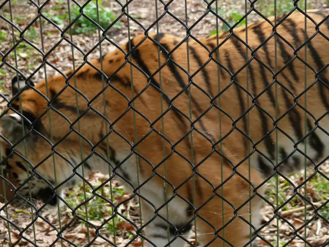 Zoo_Sep_2009-044