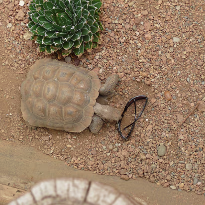 Zoo_Sep_2009-069 This tortoise wanted a pair of shades.
