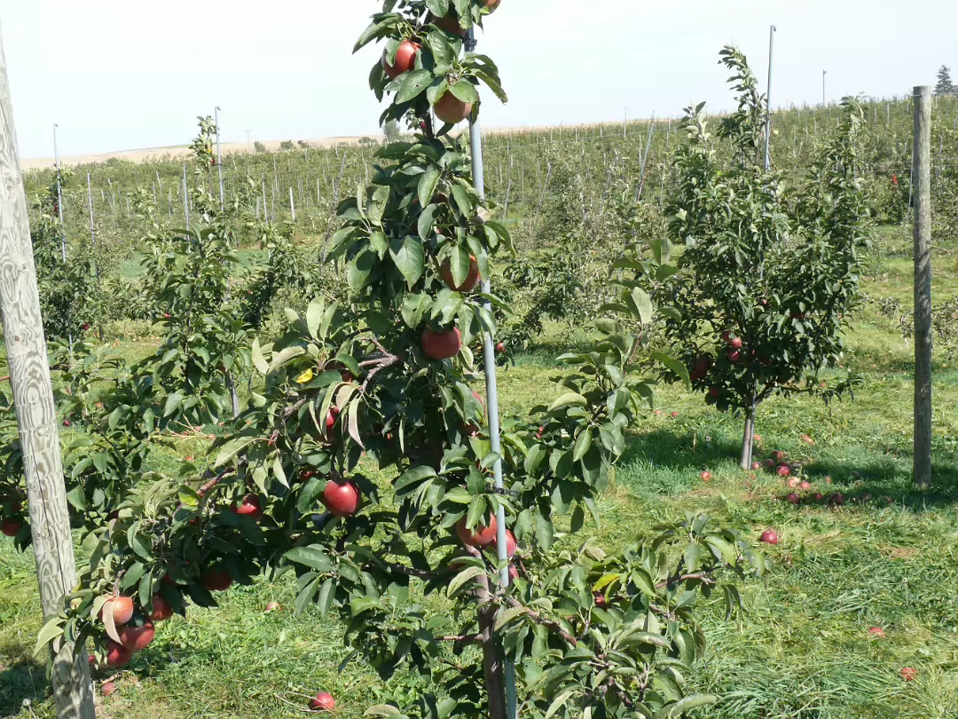 Apple_Orchard_Day-014